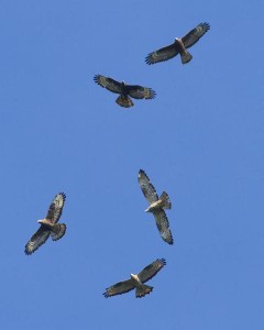 Pernis apivorus_MG_6125_140831_f (1)