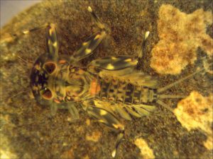 Heptageni_Ecdyonurus_6.5x_2