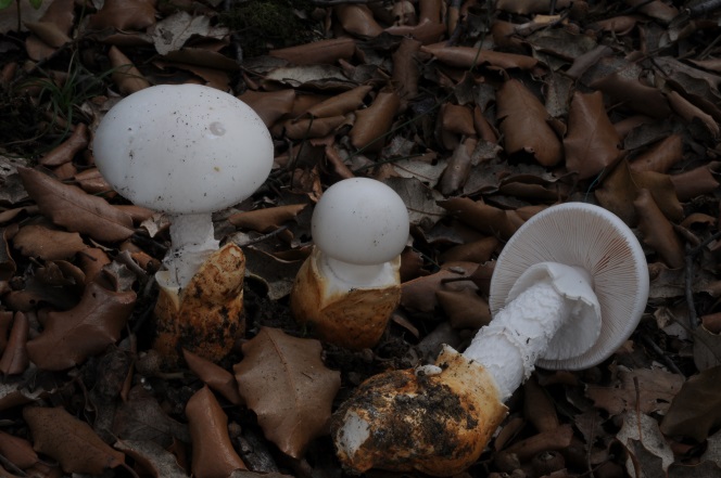 Amanita proxima, una espècie tòxico-mortal típica de sòls calcaris localitzada en els alzinars de les Encies (Sant Aniol de Finestres).