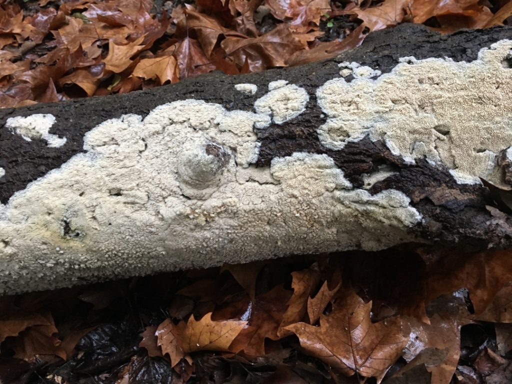 Dentipellis fragilis, un interessant bolet corticoide recobrint un tronc de trèmol trobat a la zona de la Font de les Tries d’Olot.