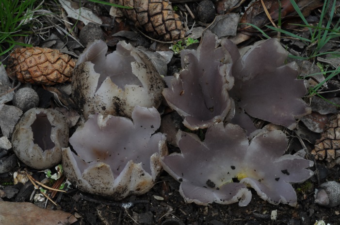 Sarcosphaera coronaria sota alzines i pins a la Serra d’Oix el 02-06-2018.